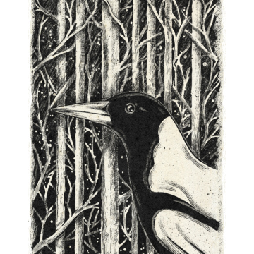 Magpies Forest