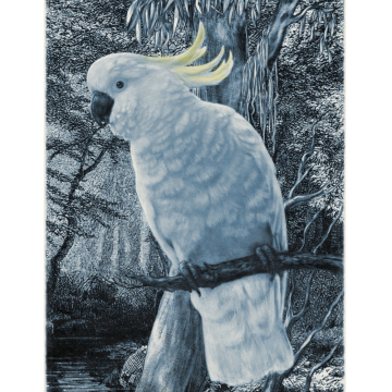 Sulphur Crested Cockatoo